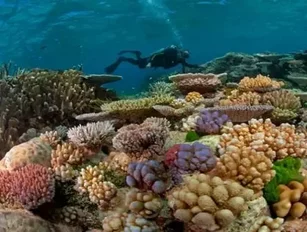Australian Coral: Well Suited for Climate Change