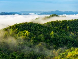 How saving rainforests can help meet climate change targets