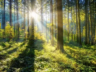 Alipay’s sustainability commitment has seen 100mn trees planted