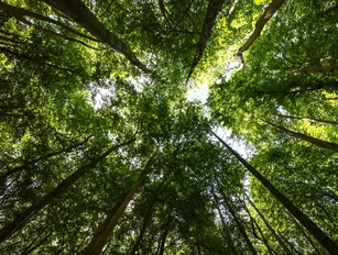 Capgemini and Ecologi to plant 20 million trees