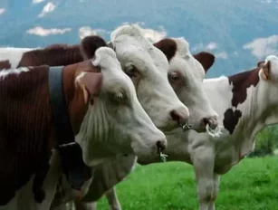 Nestlé Commits to Ambitious Animal Welfare Standards across its Supply Chain