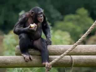 Report Calls To End Research On Chimps
