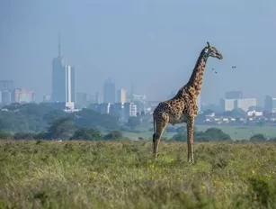 Kenya’s tourism grew by 7.4% between first and third quarter last year