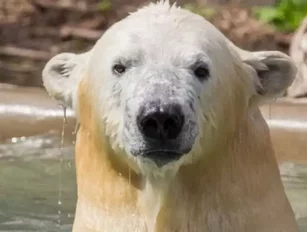 FedEx transports 850-pound polar bear to Saint Louis in USA