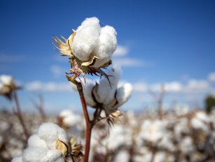 Cotton product manufacturing supply chain scrutiny