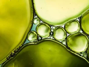 How algae could save the world