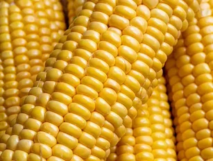 Agritech GMO corn hybrid trials in China