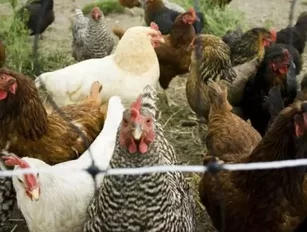 Perdue Announces Reduction in Antibiotics at Chicken Hatcheries