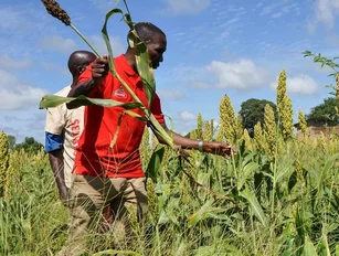 Diageo launches a new sustainable sourcing strategy for African supply chains