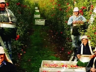 San Clemente Foods and the prized traits of flexibility and timely delivery