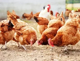 French poultry firm LDC and Saudi Al Munajem to acquire Doux assets