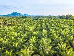 Giki's new 'palm oil detector' will enforce transparency along palm oil supply chain