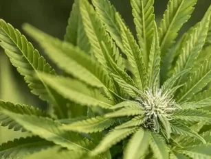 Aurora Cannabis acquires testing experts Anandia