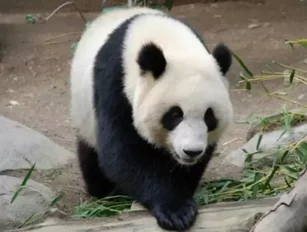 FedEx transport giant pandas to France
