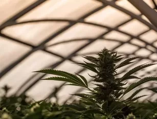 Hydropothecary to build $80mn cannabis facility