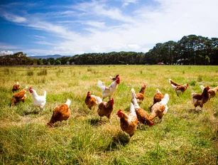 Nestlé, Unilever and others join forces to form Global Coalition for Animal Welfare