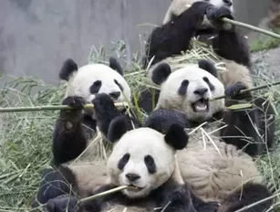 Giant Pandas may be Key to Cellulosic Biofuels