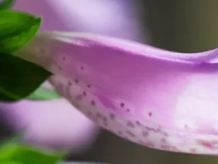 Host in Ireland mobilises the DC community to save the bees