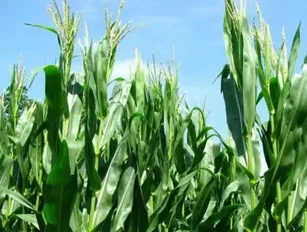 Are producers ready to meet Africa’s rising food demands by 2030?