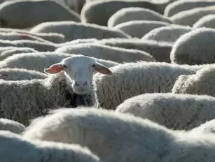 Australian Sheep Exports to Pakistan & Bahrain Suspended