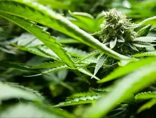 Aurora Cannabis in talks to acquire MedReleaf