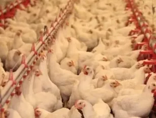 Be Careful What You Eat: Chicken Farm in Canada Quarantined