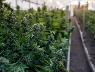 Aurora Cannabis acquires CanniMed to create world’s largest cannabis company