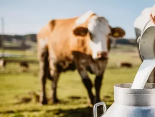 $10m grant to support the dairy industry decrease emissions