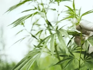 Supreme Cannabis acquires fellow cannabis company Blissco