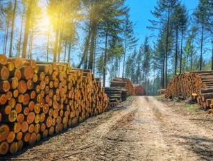 P&G Sets new sustainability goal: No deforestation in Its Palm Supply Chain by 2020