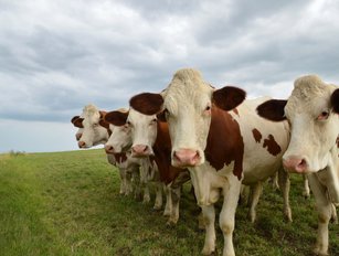 Livestock data management platform Breedr raises £12mn