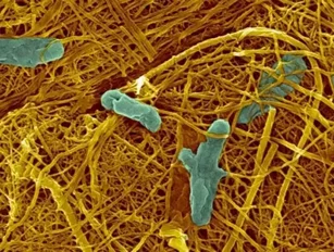 Growing Electrical Wires with Bacteria?