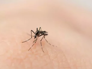 New saliva test can detect malaria before symptoms show