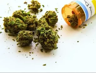 Cronos prepares for cannabis legalisation by building the world's largest purpose-built indoor cannabis facility