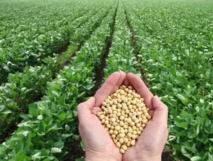 Study Finds Soy Ingredients are a Growing Trend