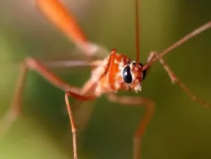 Malaria death rate continues to fall across the world