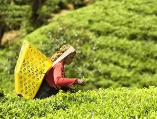 Tea Trade Mission: Indonesian government visits Europe to strengthen exports