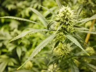 Health Canada attacks marijuana advertising—Is the industry going up in smoke?