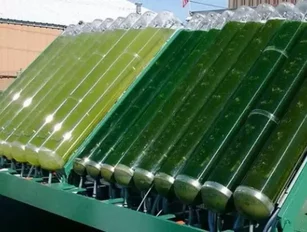 Algae Biomass Increased by More Than 50 Percent