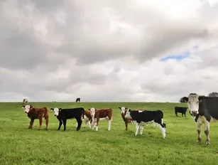 China takes first shipment of US beef for 14 years after its fears of mad cow disease are eased