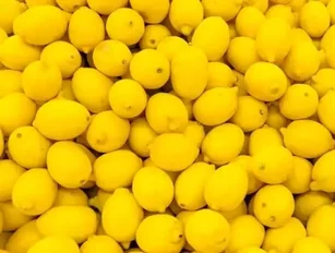 Spat with EU over fungus leaves sour taste for South African citrus industry
