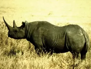 Rhino Poachers Prosecuted Along Supply Chain