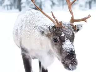 Domino's Japan is planning reindeer deliveries this Christmas