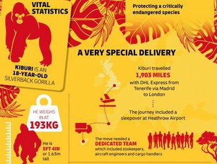 DHL Express in Heathrow gorilla logistics triumph