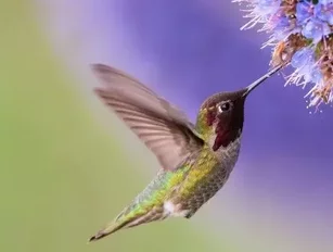 Google Hummingbird & what it means for online marketing