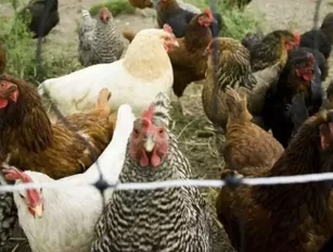 Tyson Foods announces plans to drop antibiotics from chicken feed