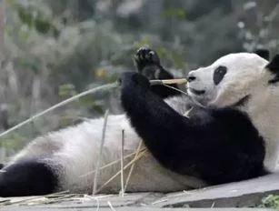 FedEx delivers two giant pandas to Scotland