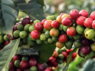 Coffee supply chain could be saved by bean-free coffee