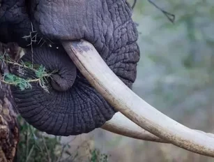 What now for Africa's big game hunting industry?