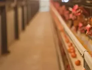 US Food Companies fail to meet 100% cage-free promises